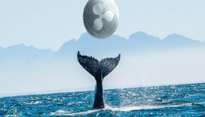 XRP Balinaları, Dakikalar İçinde 150 Milyondan Fazla Token Taşıdı