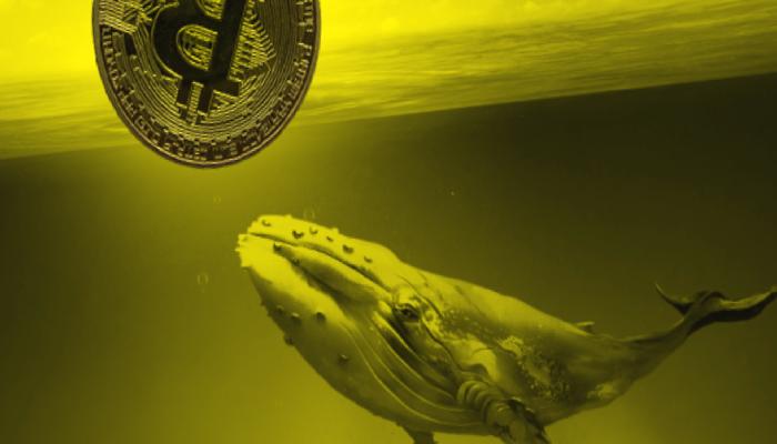 Açıklandı: Bu Coinleri Tutan Balina, Bitcoin’i Çökertebilir!