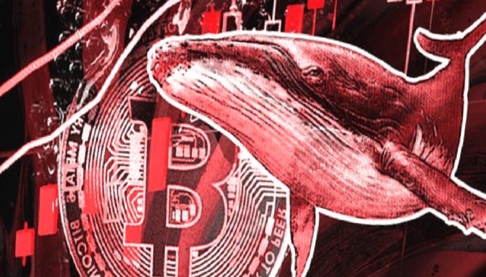 Büyük Bitcoin Balinası FTX’i Karşın Bu 3’ünden Alıyor!