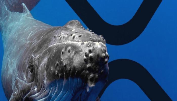 Ripple İçin Kritik Gelişme: Balinalar Çılgınca XRP Aldı!