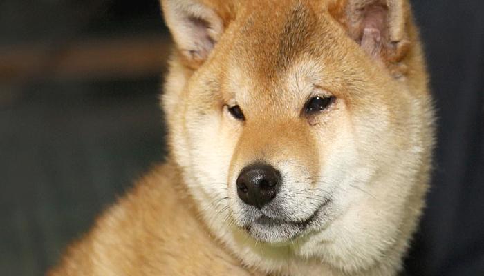 2023’te Shiba Inu Fiyatından Ne Beklenebilir?