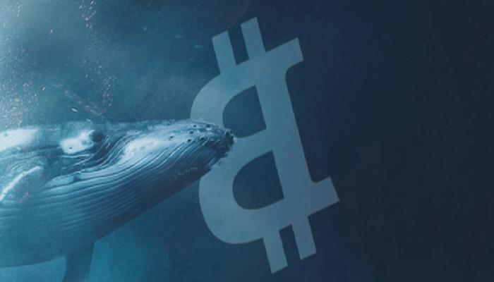 Dev Kripto Para Balinası, Bu 2’sinde Taban Avcılığı Yapıyor!