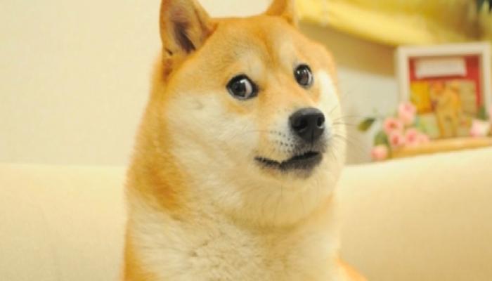 DOGE Hastalandı, Durumu Kritik!