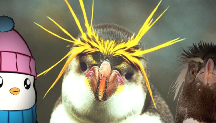 Pudgy Penguins NFT Koleksiyonu 129 Bin Dolara Satıldı