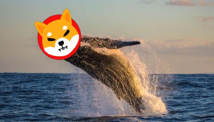 Shiba Inu Balinaları, Varlıklarını Binance’e Taşıyor