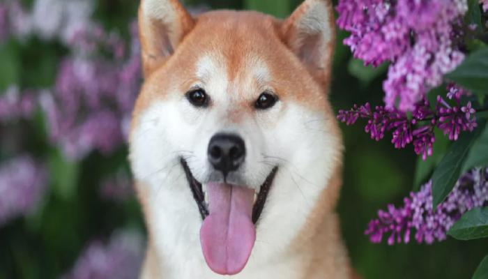 Shiba Inu Gizemli Tweet Attı: 7 Değerli SHIB Haberi Var!