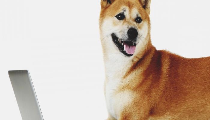 Shiba Inu Herkesi Heyecanlandıran Bir Duyuru Yaptı!