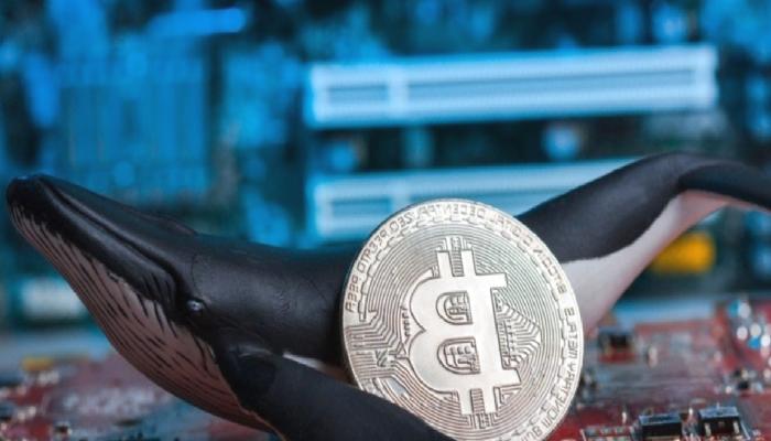 Ünlü Bitcoin Balinası 4 Altcoin İsmi Verdi: FTT’e Benzetti!