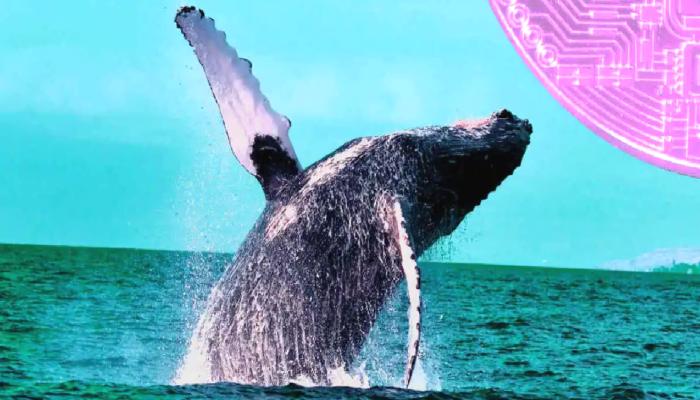 Ünlü Kripto Para Balinası: Bu Altcoin Güçlü Artacak!