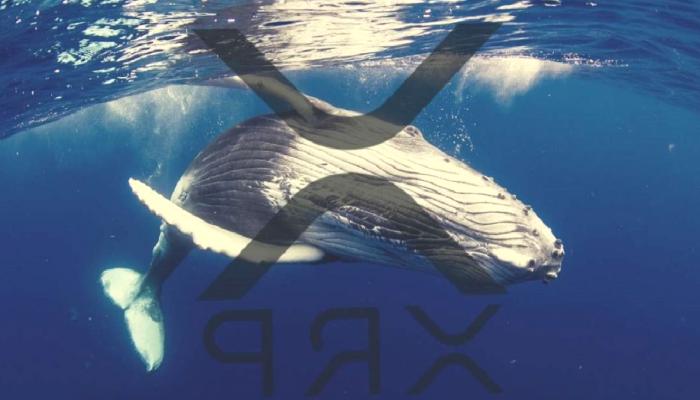 Balinalar XRP Biriktiriyor! Ünlü Avukat ‘Sıfır Şüphe’ Dedi