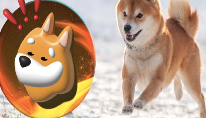 BONK Coin Nedir? Bonk Inu Fiyat