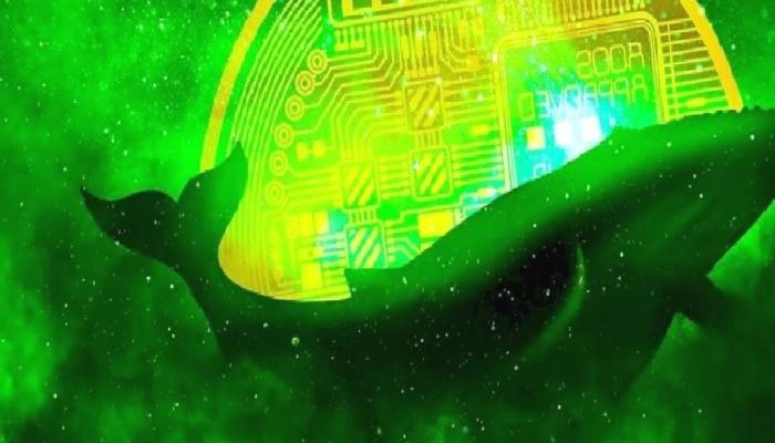 Datalar Şaşırttı: Bu 3 Altcoin, Balinaların Radarında!