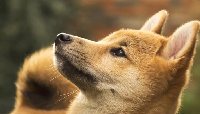 DOGE Değil, Bu Meme Coin Manşetlerde: Yok Sattı!