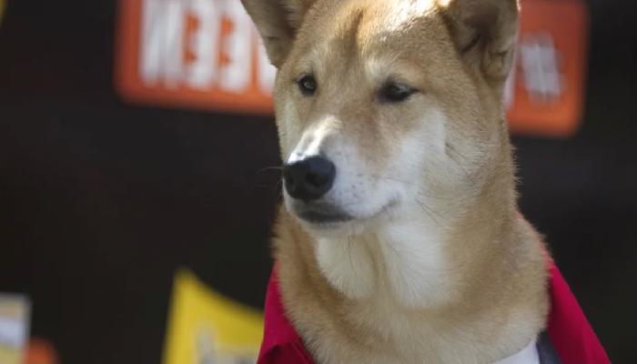 DOGE, SHIB’i Unutun: 1 Dolara Bu Altcoin Koşuyor!