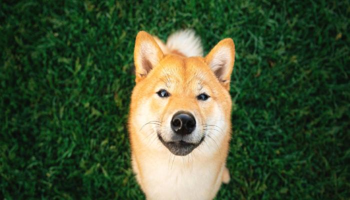 Dünyaca Ünlü Şirketten Varsayım: DOGE Satma Vakti mı?