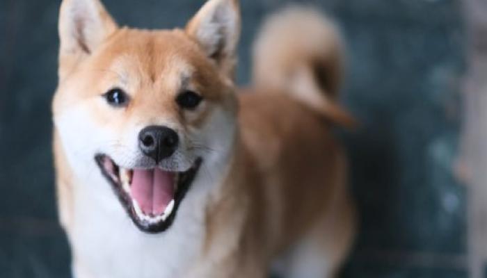 Gözler Bu Gelişmede: Shiba Inu Fiyatını Uçurabilir!