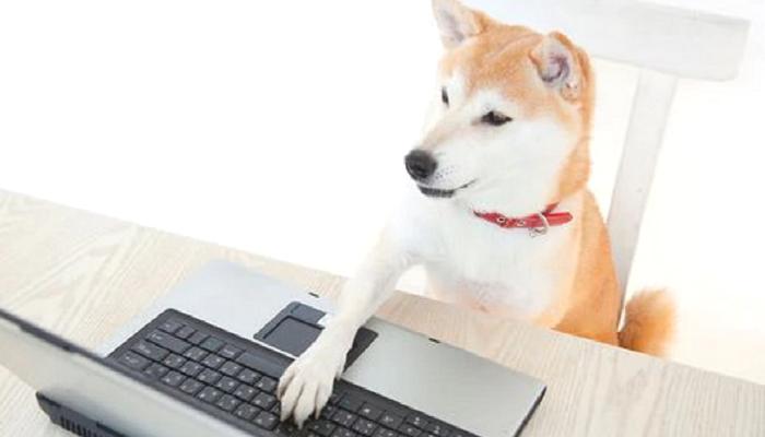 Kripto Köpek Kulübesinde Olabilir, Lakin Bu Meme Coin Değil!