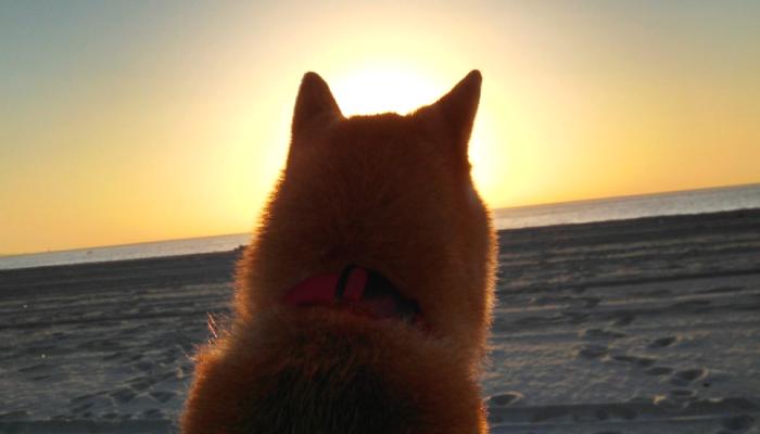 SHIB Milyonerlerinin Yeni Avları Bu Altcoinler!