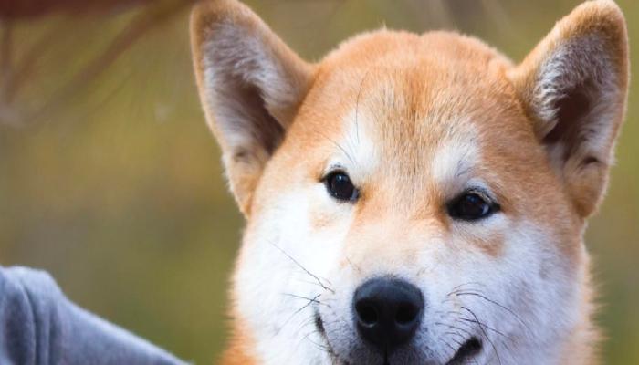 Shiba Geliştiricisi, Shibarium için Heyecanlı