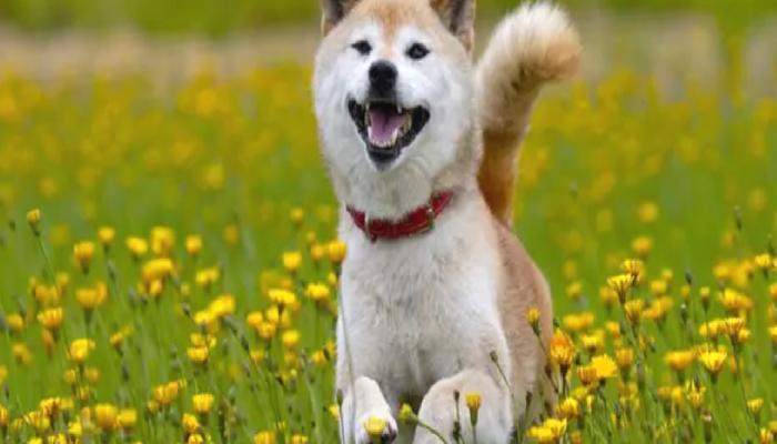 Shiba Inu Mucidinden ‘Boğa’ Kripto Para Tahmini!