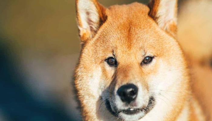 Shiba Inu (SHIB) İçin Son Dakika: Resmen Başlatıldı!