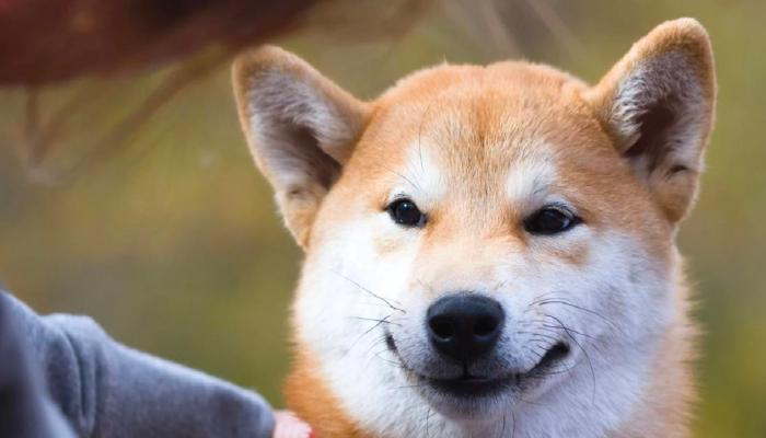 Shiba Inu, Shibarium Beta için Hazırlığını Tamamlıyor