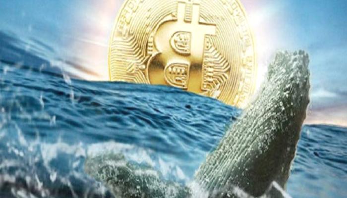 Tarih de Verildi: Bitcoin Balinaları Bu Düzeylerde Bekliyor!