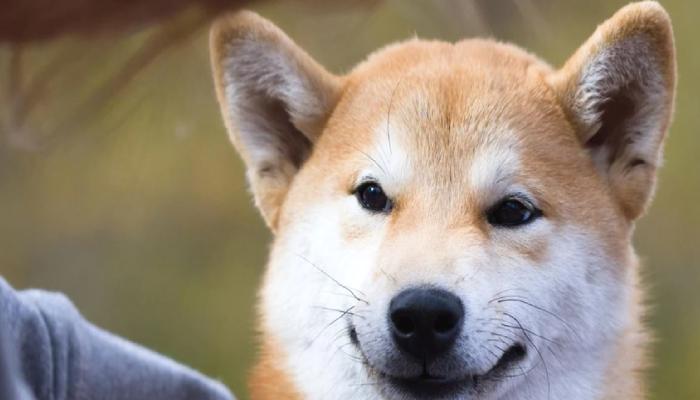 TeraExchange, SHIB’i Listeledi