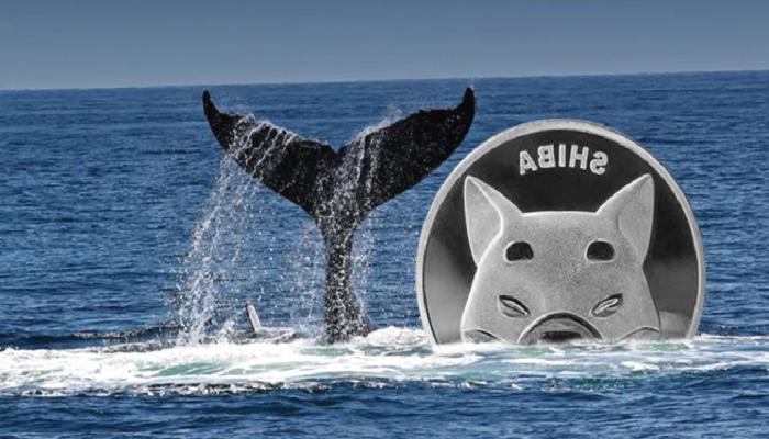 XRP ve SHIB Balinaları İş Başında: Devasa Süreçler Gerçekleşti!