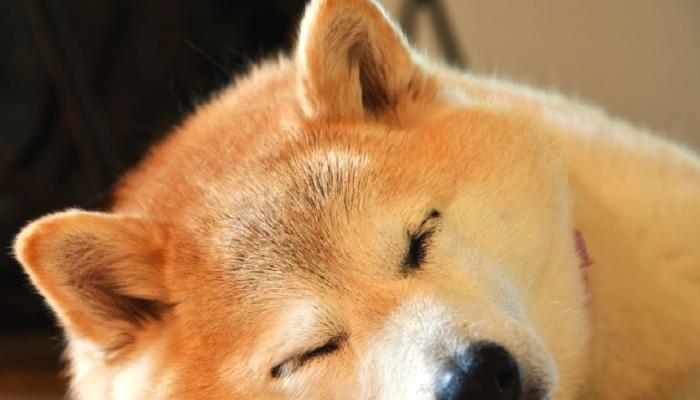 “Yeni Dogecoin” Denilen Bu Altcoin İnanılmaz Çöktü!