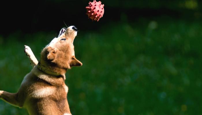Ripple, SHIB, DOGE, FLOKI ve ADA: 5 Kıymetli Gelişme Var!