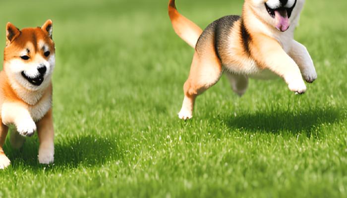Shiba Inu Fiyatı Bu Haberle Fırladı: İşte Detaylar!
