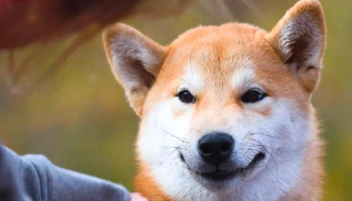 SHIBA Yakımları Gün İçinde Yüzde 42 Arttı