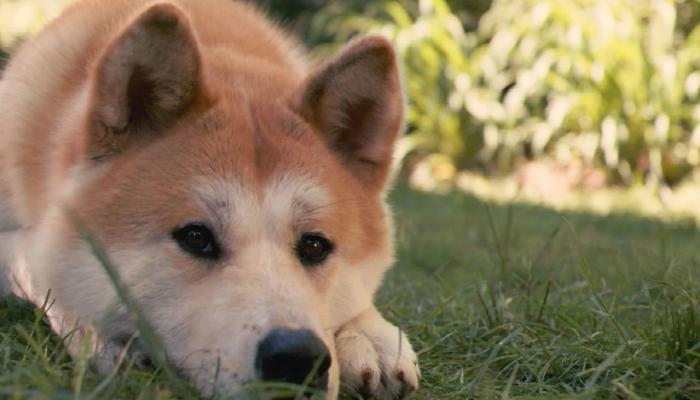 Trend Tahlili: DOGE, SHIB ve Meme Coinler Öldü mü?