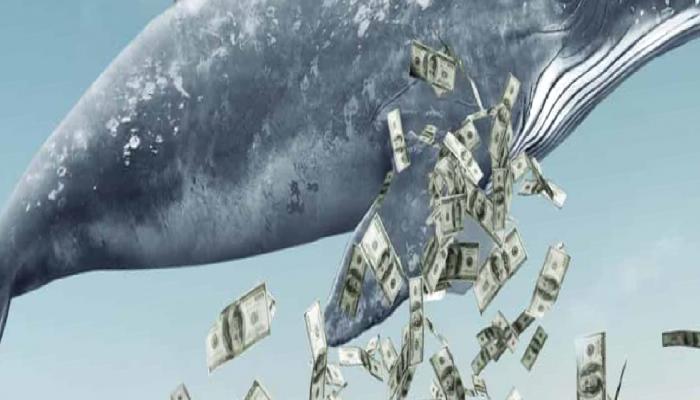 SAND ve Bu 9 Coinde Dev Balina Aktivitesi! Ne Geliyor?