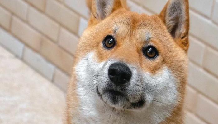 SHIB Mucidinden Çok Kıymetli Açıklama: Tarih Kondu!