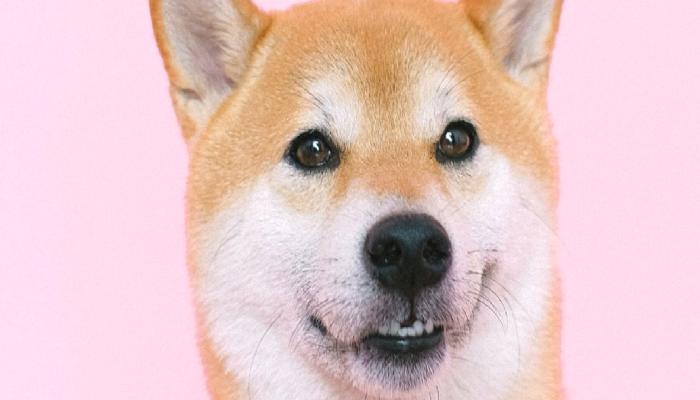Shiba Inu Büyük İştirak Söylentisiyle Yüzde 1.322 Yaptı!