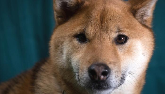 Shiba Inu Mucidinin Gerçek Kimliği Açıklandı!