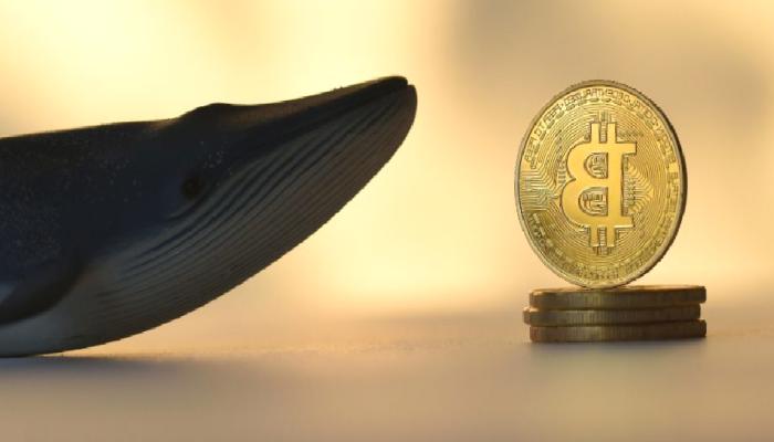 10 Yıl Sonra Uyanan Bitcoin Balinası, Satış mı Yapacak?