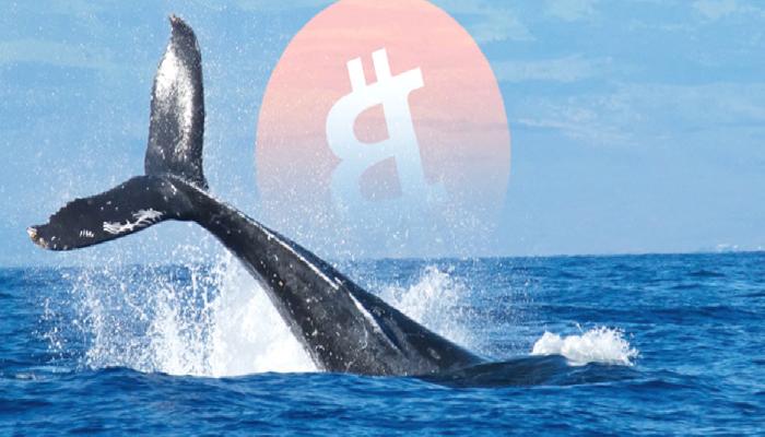 Bitcoin (BTC) Balinası, 9 Yıl Sonra Harekete Geçti