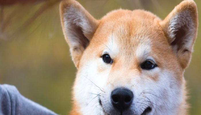Hindistan’da Shiba’nın Popüleritesi Artıyor