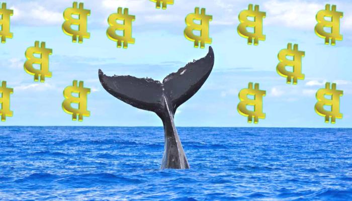 Satoshi Devrinden Kalma Bitcoin Balinası Uyandı!