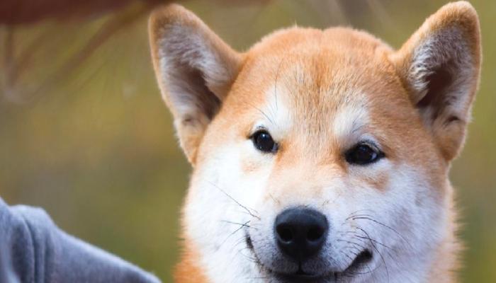 Shiba Geliştiricisi: Shibarium Token’ı Olmayacak
