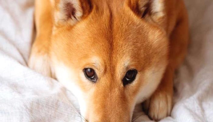 Shiba Inu (SHIB) Mayıs’ta Yeterli Bir Alım mı?