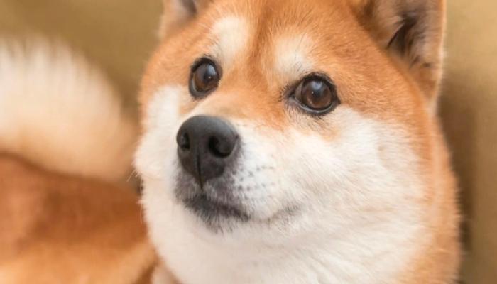 ABD’li Valı Adayı, Shiba (SHIB) için Alım Tavsiyesi Verdi