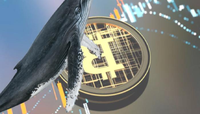 Bitcoin balinasının cüzdanında sıra dışı hareketler!