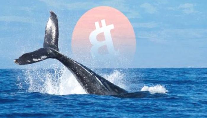 Büyük Balina Bitcoin, ETH, UNI Satıp Bu Coine Girdi!