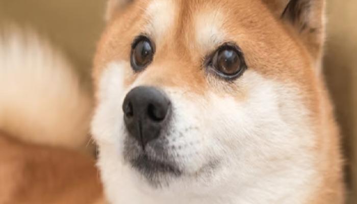 Dogecoin’deki Fiyat Kararsızlığı, Memecoin’leri Etkiliyor