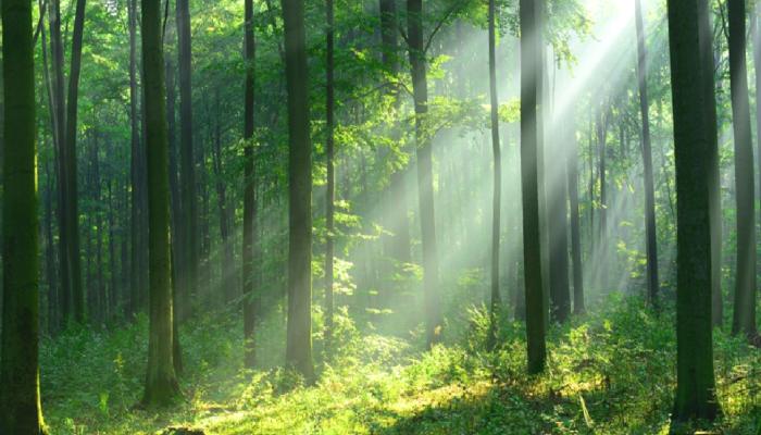 EcoTerra Çevreci Özelliğiyle Öne Çıkıyor