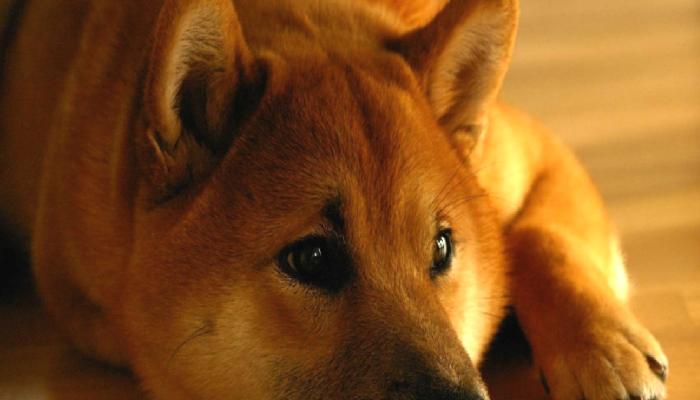 Shib Milyoneri, Memecoin’ler için Uyandı!
